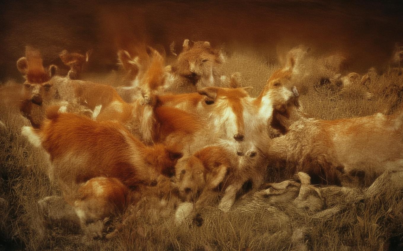 Analysis of a Classic Chinese Poem: 寻隐者不遇