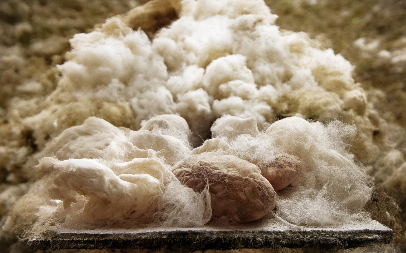 Learning Chinese Word: 秦中感秋寄远上人