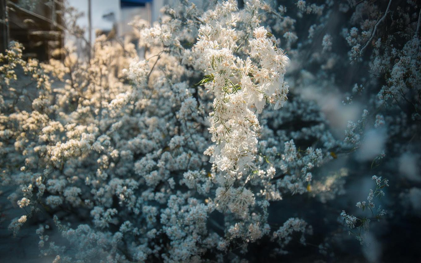 Analysis of a Classic Chinese Poem: 夏日南亭怀辛大