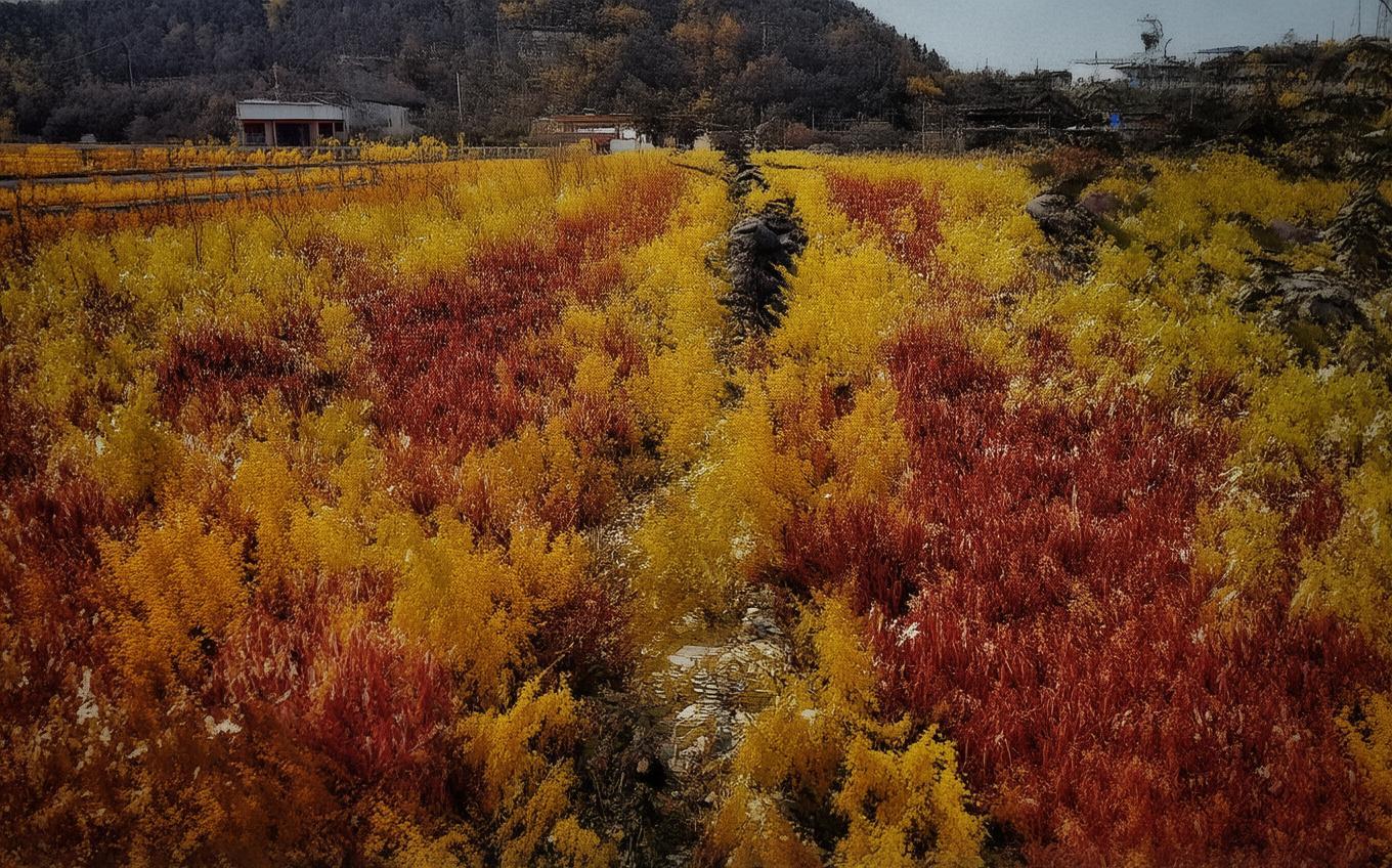 Analysis of a Classic Chinese Poem: 相见欢