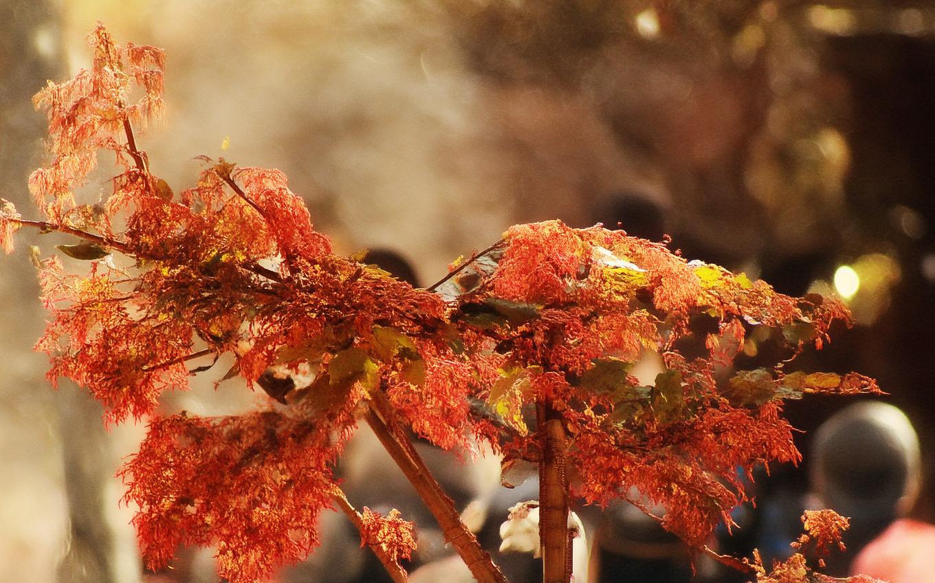 Learning Chinese Word: 莲花坞